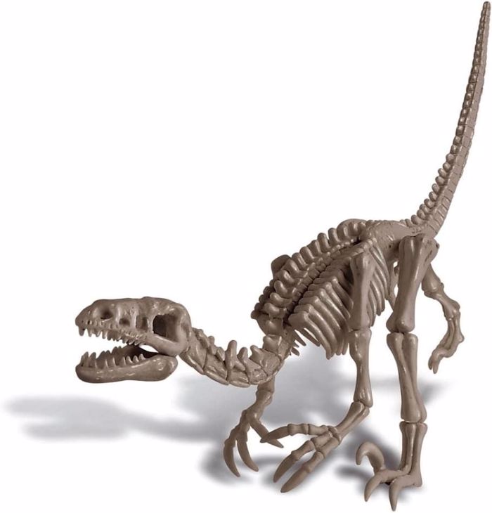 4M TOYS ANASKAFI BELOSIRAPTORAS
