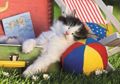 DINO PUZZLE KITTEN 100XL