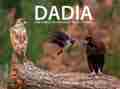 DADIA : THE FOREST OF THE GREAT BIRDS OF PRAY